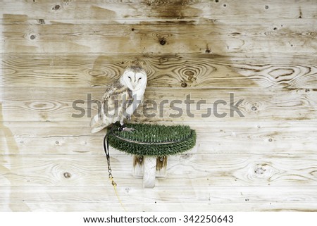 Wild owl in captivity, detail of a night owl