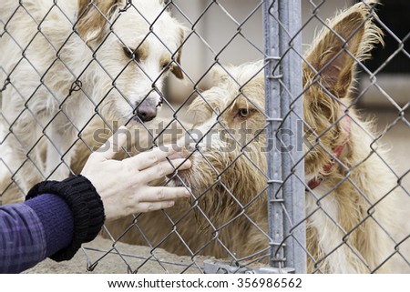 Woman petting stray dogs, kennel for stray animals