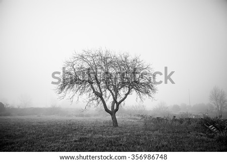 Dry tree in the mist, detail from a tree in the field, cold and fog