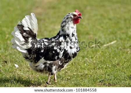 Black and white hen (Gallus) standing on grass and viewed of profile