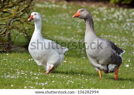 Two geese (Anser anser domesticus), one white,one gray, walking on the grass in front