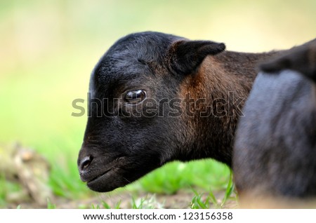 Head lamb sheep of Cameroun (Ovis aries) seen of profile