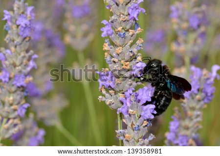 Closeup carpenter bee (xylocopa) feeding on lavender flower
