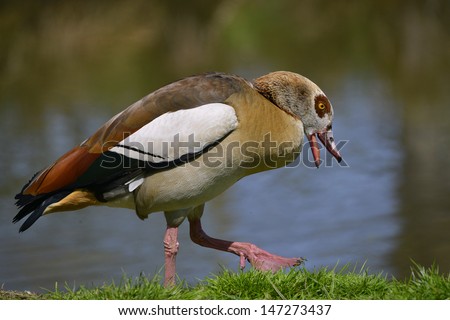 Closeup of profile Egyptian Goose (Alopochen aegyptiacus) walking open beak on the bank of a pond