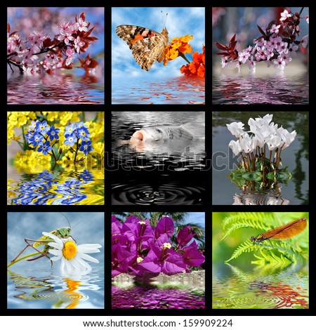 Nine photos mosaic of flowers, insects and fish with effect of water