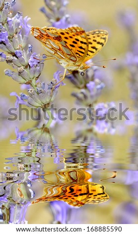 Macro of Queen of Spain Fritillari butterfly (Pararge aegeria) on lavender flower above water with big reflection, digital effect
