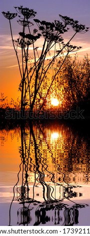 Vertical panoramic of sunset with silhouette umbellifer flowers and large grass above water with reflection, digital effect