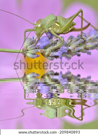 Macro of green female grasshopper of the ephippigera genus on lavender flower above water with big reflection, digital effect