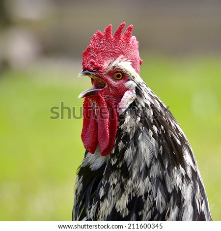 Closeup of black and white rooster (Gallus) crowing and view of profile