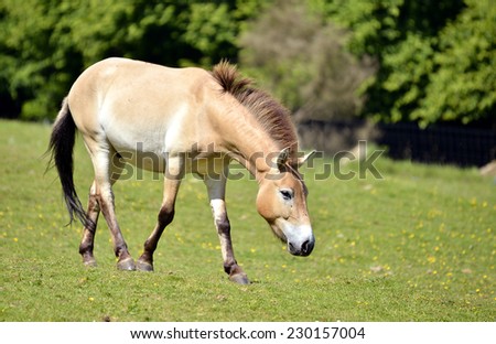 Endangered subspecies Przewalski horse (Equus ferus) walking on grass