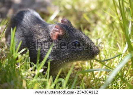 Closeup of wild Guinea pig, Cavia aperea, in grass