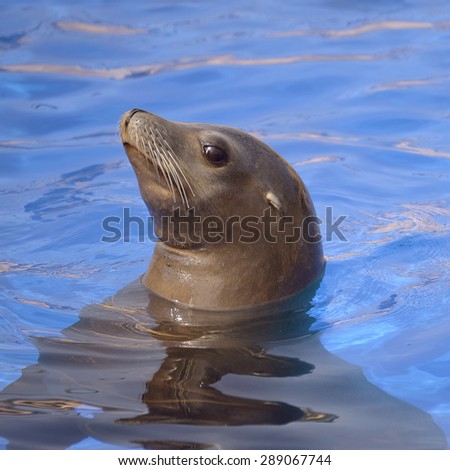 Profile portrait California sea lion (Zalophus california) in blue water