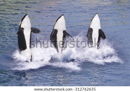 Three killer whales (Orcinus orca) jumping out of blue water