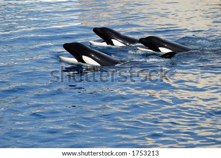 three killers whales