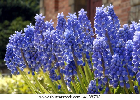 blue grape-hyacinth