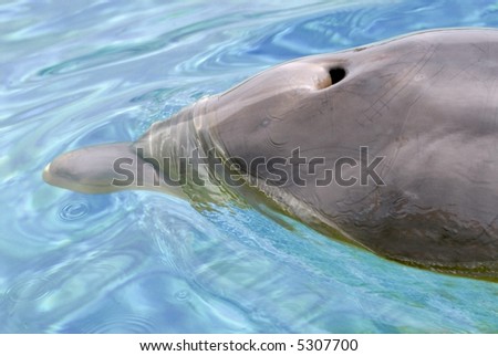 stock-photo-blow-hole-of-dolphin-5307700.jpg