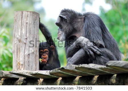 Chimpanzee and young