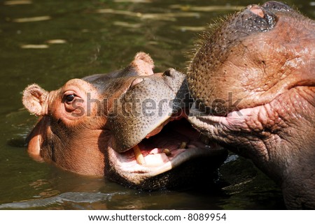 Young hippopotamus in water