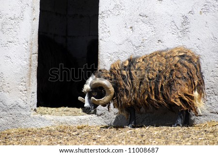 angora sheep