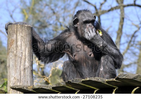 Closeup of chimpanzee (Pan troglodytes) on plank