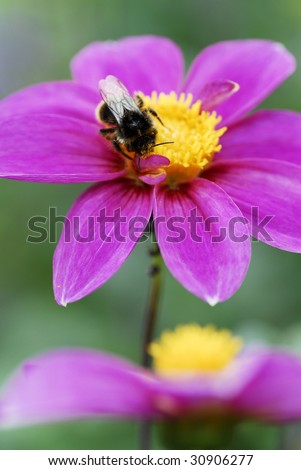 Macro bumblebee feeding on yellow heart of purple dahlia flower