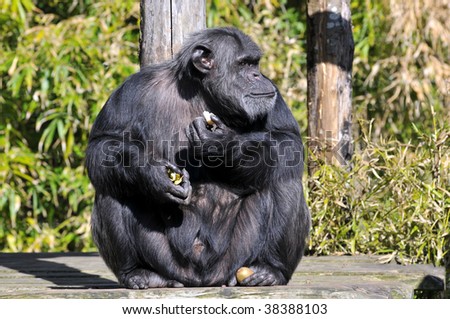 Closeup of chimpanzee (Pan troglodytes) sitting on wood log