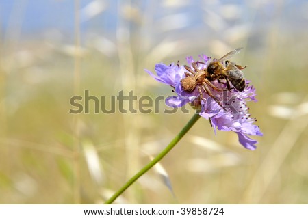 Brown crab spider (Misumena vatia) eating honey bee on scabiosa flower