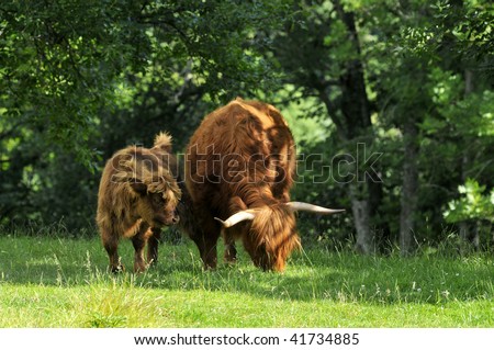 Long Haired Cow