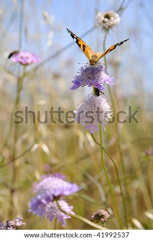 Closeup of front painted lady butterfly (Vanessa cardui) feeding on mauve scabiosa flower