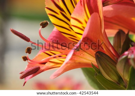 Peruvian lily flower