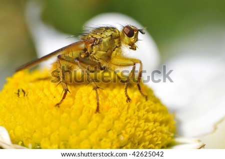 Macro of profile common yellow dung fly (Scathophaga stercoraria) on the heart daisy flower