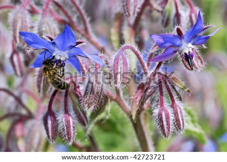 blue borage