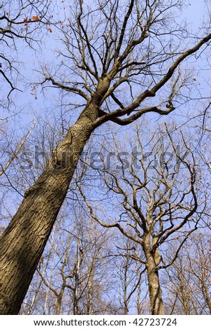 cartoon trees and flowers. Deciduous+trees+cartoon