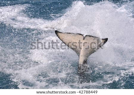 Closeup tail of an orca making big splash in water