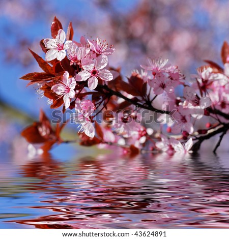 Decorative cherry tree blossoms above water with reflection, digital effect