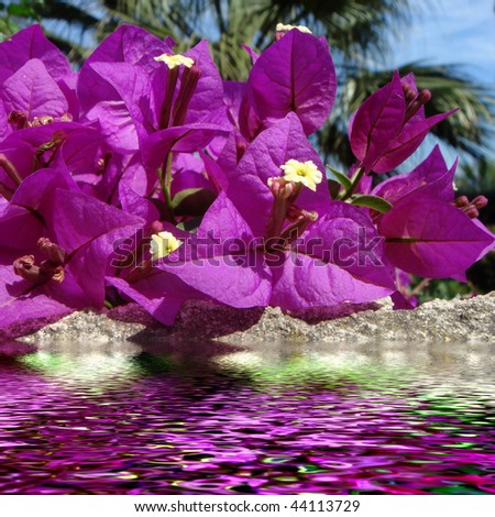 Purple bougainvillea flowers above water, digital effect