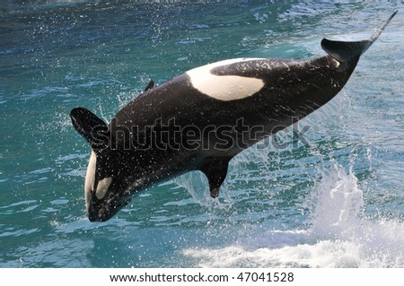 killer whales (Orcinus orca) jumping out of  water