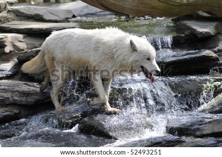 http://image.shutterstock.com/display_pic_with_logo/56961/56961,1273161359,6/stock-photo-closeup-of-white-arctic-wolf-canis-lupus-arctos-crossing-a-stream-by-pulling-the-tongue-52493251.jpg