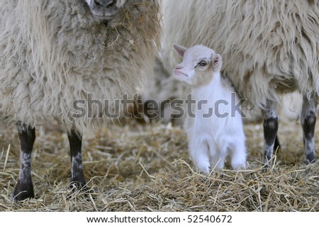 Closeup white lamp (Ovis aries) on the straw among domestic sheep
