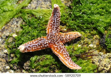 Starfish (Asterias rubens) at four arms on rock with seaweed