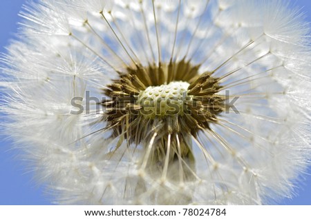 Macro of an inside cut of dandelion (Taraxacum) and seeds on blue sky background