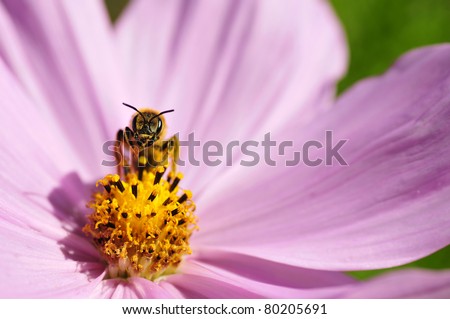 Hymenoptera of genus bee front view on the heart of pink cosmos flower