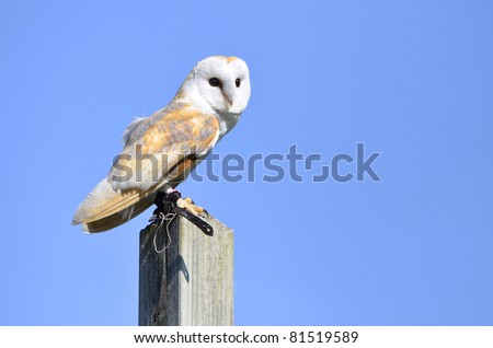 Barn owl (Tyto alba) on a post on blue sky background