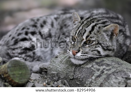 Portrait of  profile fishing cat (Prionailurus viverrinus) lying down, the head on a log