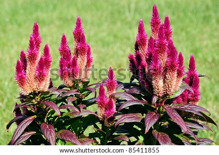 http://image.shutterstock.com/display_pic_with_logo/56961/56961,1317063051,4/stock-photo-red-celosia-flowers-or-woolflowers-on-green-background-85411855.jpg