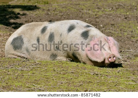 Sow of Bayeux (Sus scrofa), French race, lying on ground
