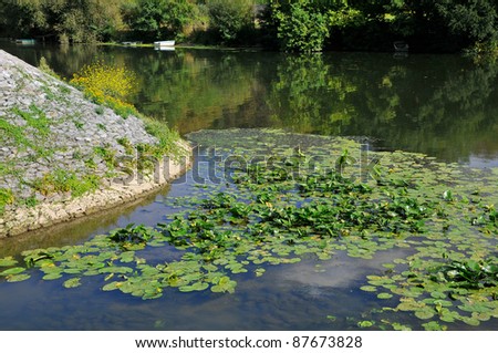 Leaves of waterlilies on the River Sarthe in the North West of France near town of Sable, region Pays de la Loire
