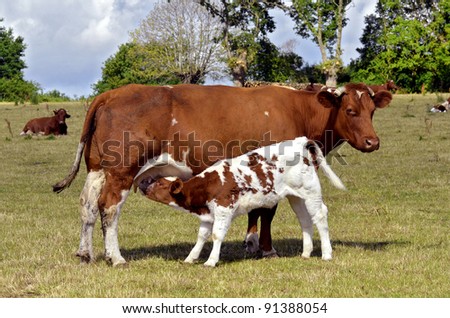Brown cow and calf suckling in a prairie, department of the Sarthe in France