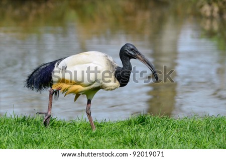 African sacred ibis (Threskiornis aethiopicus), view of profile, walking on grass on the bank of pond