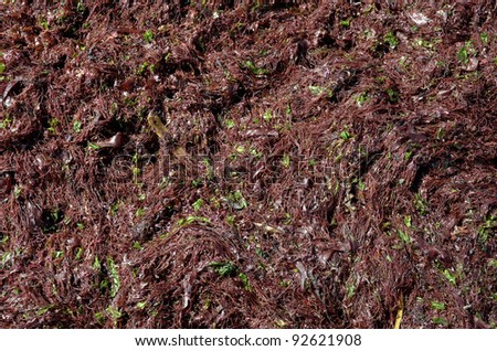 Background of green and red seaweed